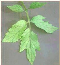 Azotun Bitkideki Görevi ve Noksanlık Belirtileri 5 domates bitkisinde azot noksanlc4b1c49fc4b11