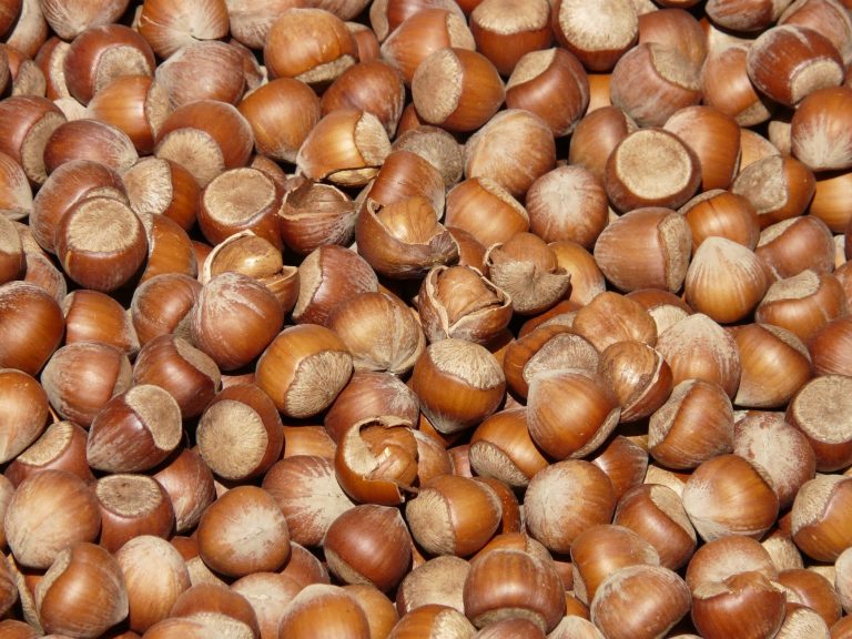 Fındıkta İlkbahar Bakımı Nasıl Yapılır? 6 hazelnuts brown nuts open 68483