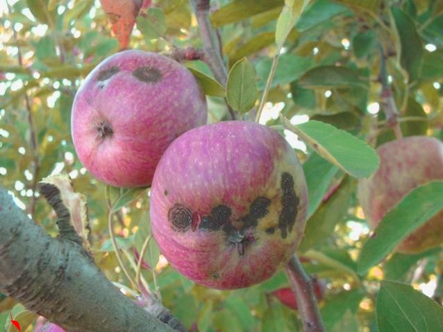 Elma Karaleke Hastalığı Mücadelesi 4 karaleke 1