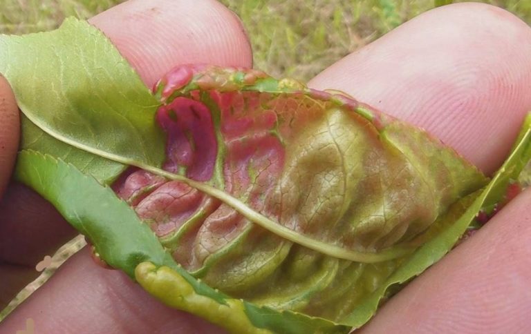 Şeftalide Yaprak Kıvırcıklığı Hastalığı Mücadelesi 3 taphrina deformans