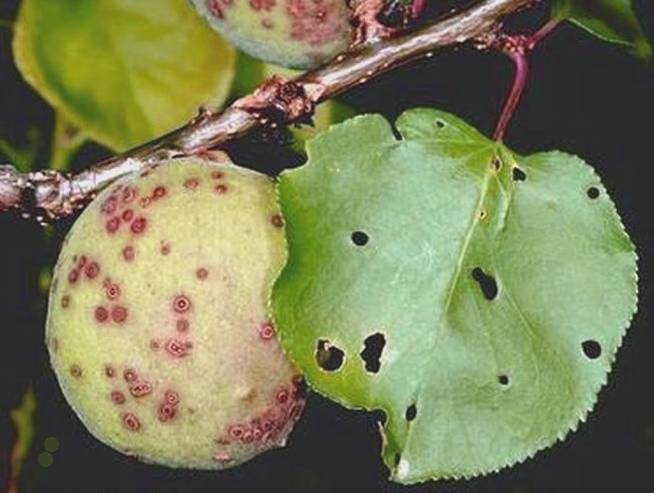 Kayısıda Yaprak Delen Hastalığı Mücadelesi 1 yaprak delen hastaligc4b1 kayc4b1sc4b1