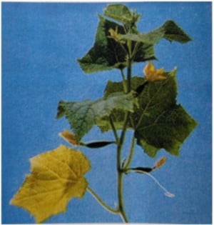 Fosforun Bitkideki Görevleri ve Noksanlık Belirtileri 2 Salatalık-fosfor noksanlığı