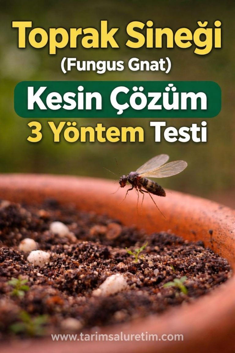 Toprak Sineği (Fungus Gnat) Kesin Çözüm: 3 Yöntem Testi 6 Toprak sineği